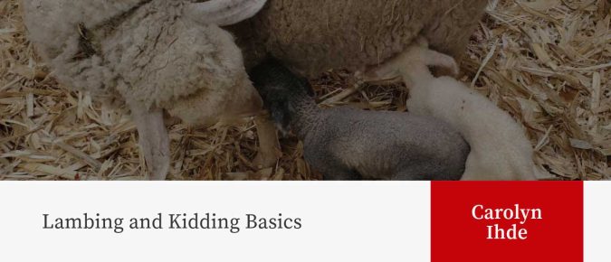 Lambing and Kidding Basics