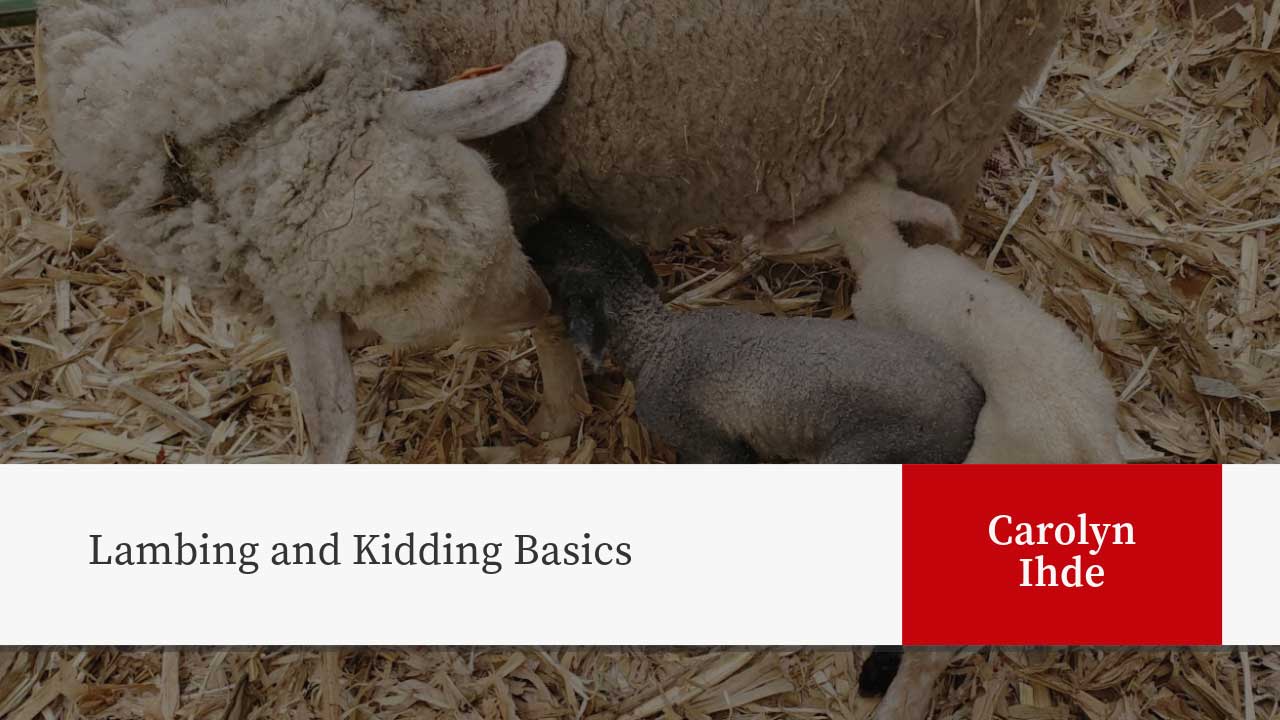 A photo of sheep laying on straw bedding, with the title "Lambing and Kidding Basics" and author credit for Carolyn Ihde.