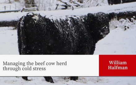 Black beef cow covered in snow during a winter storm, standing in a snowy landscape. Image relates to an article on managing cattle during cold stress by William Halfman.