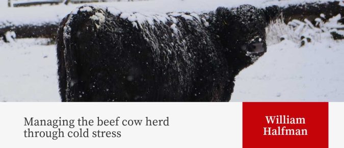 Managing the beef cow herd through cold stress