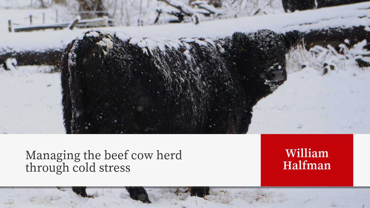 Black beef cow covered in snow during a winter storm, standing in a snowy landscape. Image relates to an article on managing cattle during cold stress by William Halfman.