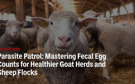 Parasite Patrol: Mastering Fecal Egg Counts for Healthier Goat Herds and Sheep Flocks