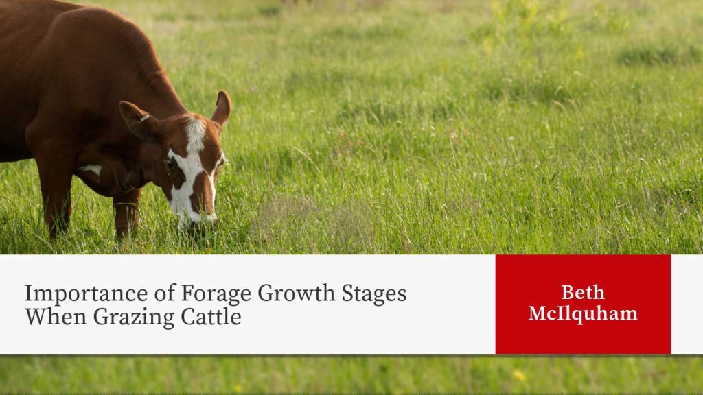 A brown and white cow grazes in a lush green pasture. The title "Importance of Forage Growth Stages When Grazing Cattle" appears on the left side, with the name "Beth McIlquham" on a red background on the right side.