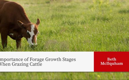 A brown and white cow grazes in a lush green pasture. The title "Importance of Forage Growth Stages When Grazing Cattle" appears on the left side, with the name "Beth McIlquham" on a red background on the right side.