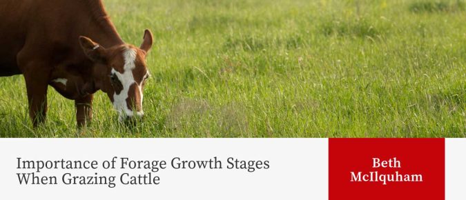 Importance of Forage Growth Stages When Grazing Cattle