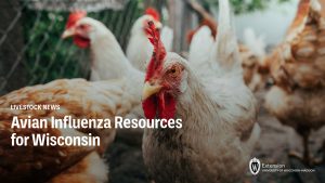 UW-Madison Extension Livestock Program creates webpage focused on Avian Influenza in Wisconsin