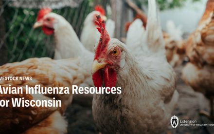 UW-Madison Extension Livestock Program creates webpage focused on Avian Influenza in Wisconsin