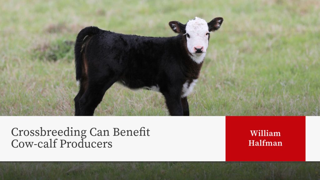 Crossbreeding Can Benefit Cow-calf Producers