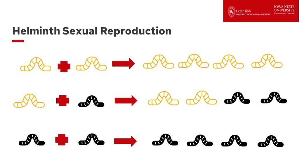 Diagram showing Helminth Sexual Reproduction patterns of worm parasites with simplified illustrations through three different mating scenarios.