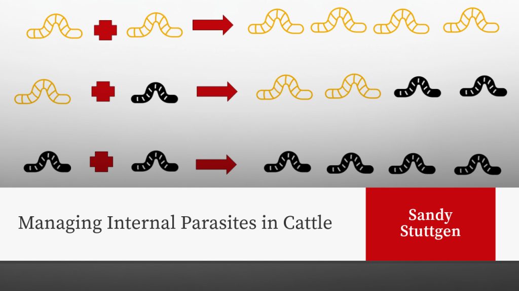 Managing Internal Parasites in Cattle