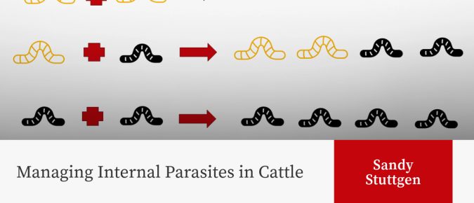 Managing Internal Parasites in Cattle