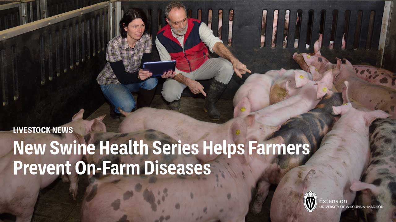 Two researchers with tablet observe pigs in barn pen for swine health disease prevention study. Text overlay reads "LIVESTOCK NEWS" and "New Swine Health Series Helps Farmers Prevent On-Farm Diseases." The University of Wisconsin-Madison Extension logo appears in the bottom right corner.