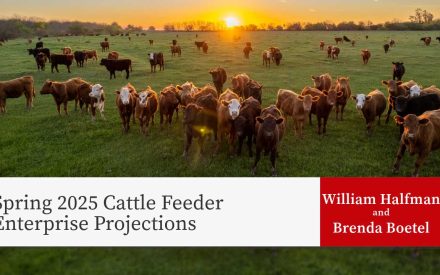 A herd of cattle grazing in a green pasture at sunset with text overlay "Spring 2025 Cattle Feeder Enterprise Projections" by William Halfman and Brenda Boetel.