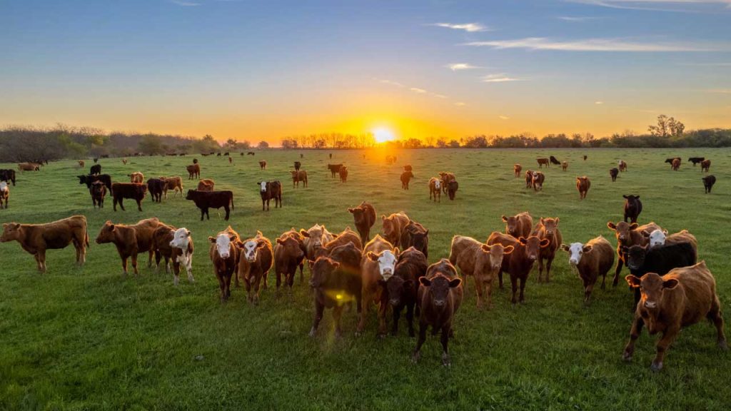 A herd of cattle grazing in a green pasture at sunset.