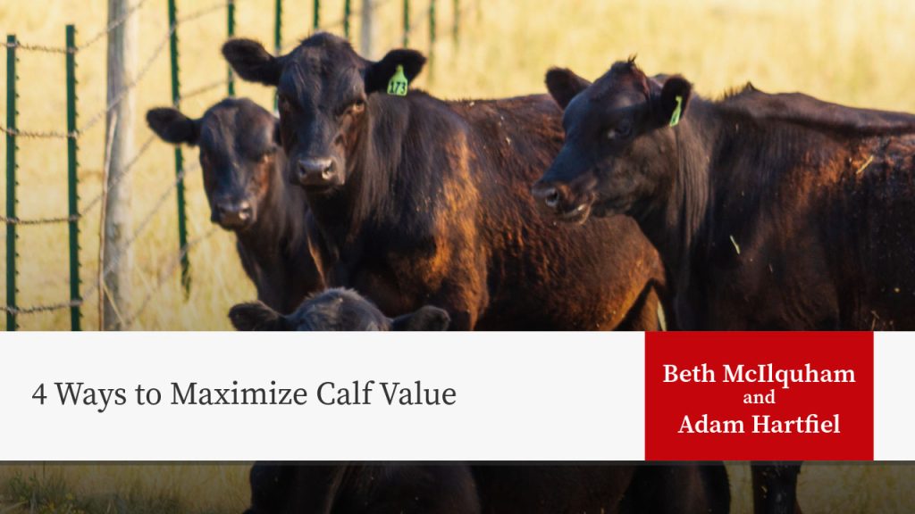Black cattle with ear tags behind fence; title "4 Ways to Maximize Calf Value" by Beth McIlquham and Adam Hartfiel