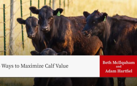 Black cattle with ear tags behind fence; title "4 Ways to Maximize Calf Value" by Beth McIlquham and Adam Hartfiel