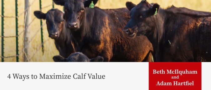 4 Ways to Maximize Calf Value