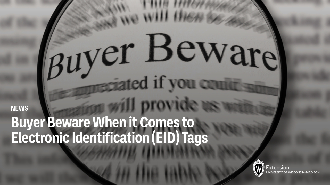 Magnifying glass focusing on "Buyer Beware" text with news headline about Electronic Identification (EID) Tags and UW-Madison Extension logo