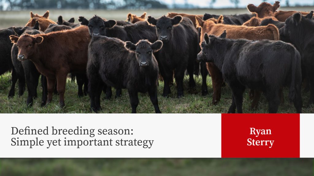 Herd of black and brown cattle in pasture. Text: "Defined breeding season: Simple yet important strategy" by Ryan Sterry.