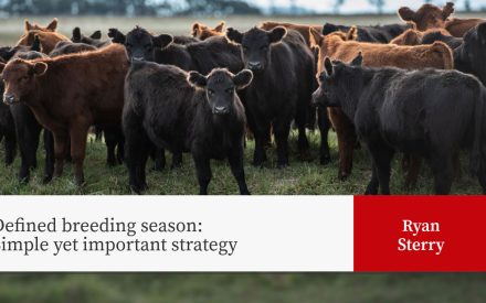 Herd of black and brown cattle in pasture. Text: "Defined breeding season: Simple yet important strategy" by Ryan Sterry.