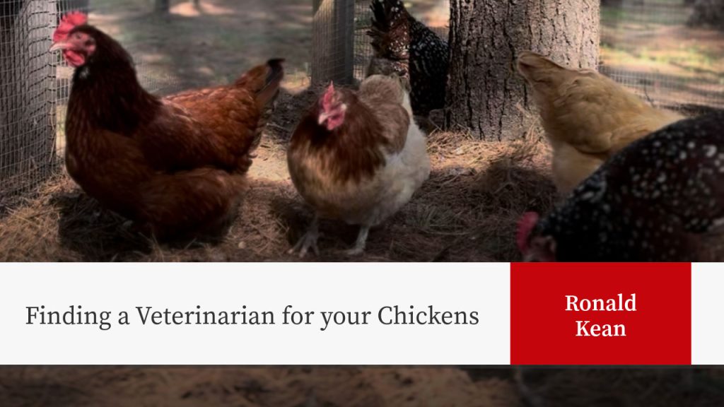 Chickens in outdoor enclosure with wire fencing and tree. Title "Finding a Veterinarian for your Chickens" by Ronald Kean.