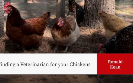 Chickens in outdoor enclosure with wire fencing and tree. Title "Finding a Veterinarian for your Chickens" by Ronald Kean.