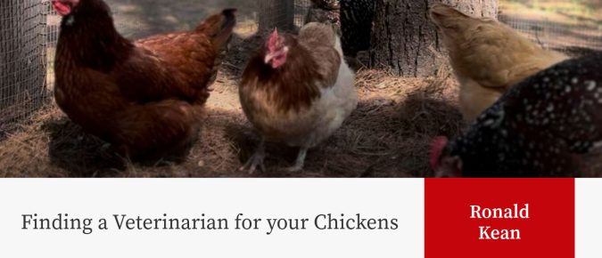 Finding a Veterinarian for your Chickens