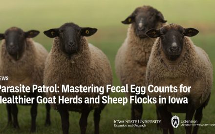 Parasite Patrol: Mastering Fecal Egg Counts for Healthier Goat Herds and Sheep Flocks in Iowa