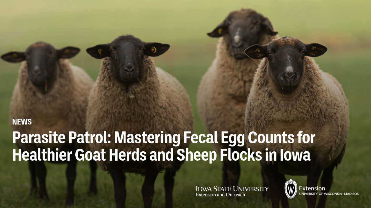Four sheep with dark faces standing in pasture. Headline for upcoming events on fecal egg counts for parasite control in goats and sheep in the state of Iowa.