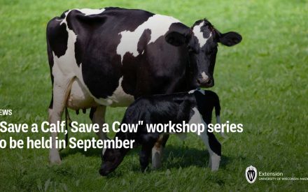 “Save a Calf, Save a Cow” workshop series to be held in September