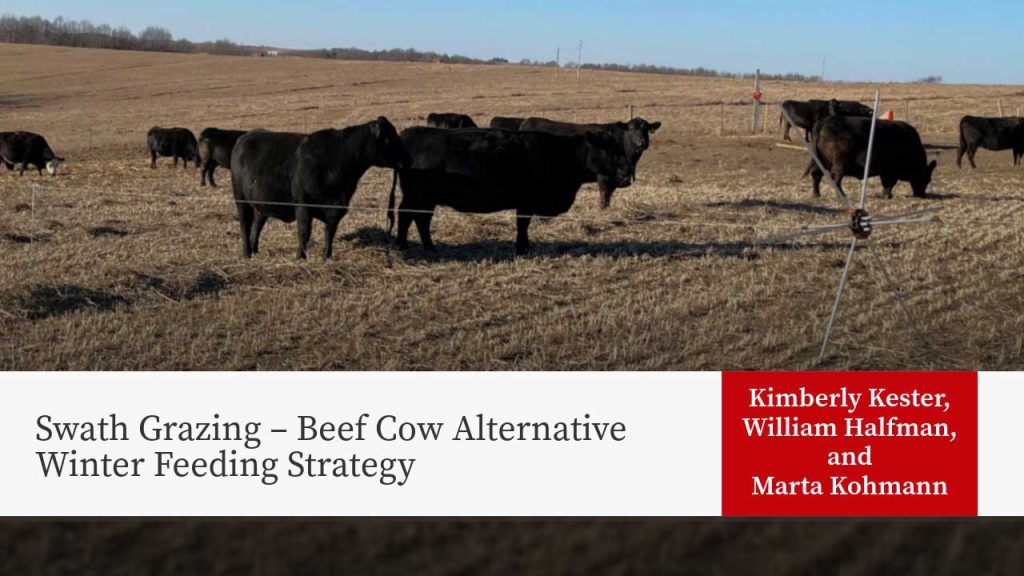 Swath Grazing – Beef Cow Alternative Winter Feeding Strategy