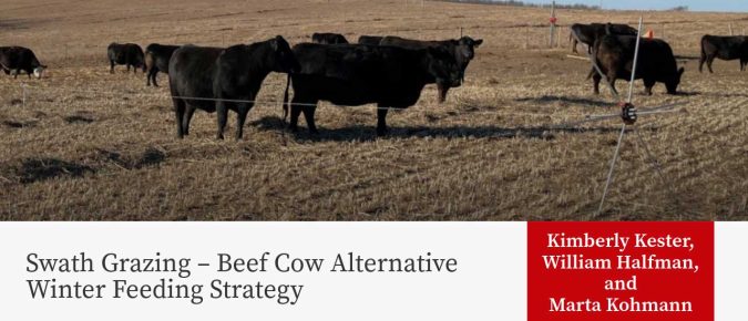 Swath Grazing – Beef Cow Alternative Winter Feeding Strategy