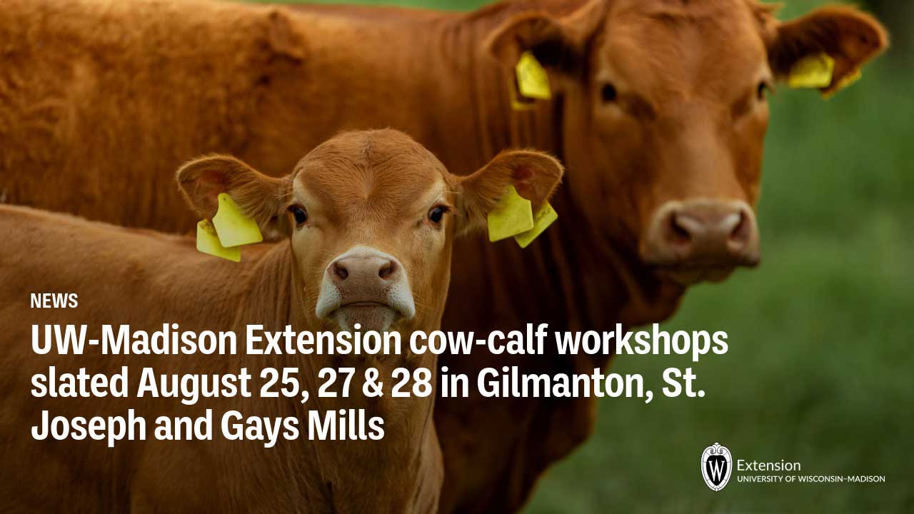 A brown calf with yellow ear tags in foreground, adult cow behind. Text: UW-Madison Extension cow-calf workshops August 25, 27 & 28 in Gilmanton, St. Joseph and Gays Mills.