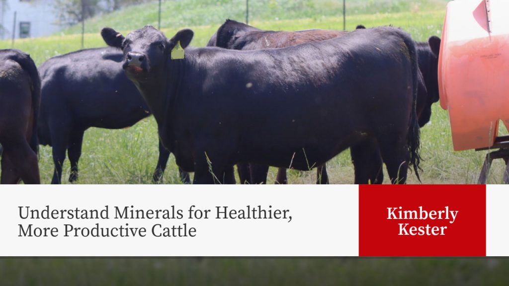 Black cattle in pasture with red equipment. Text: "Understand Minerals for Healthier, More Productive Cattle" by Kimberly Kester.