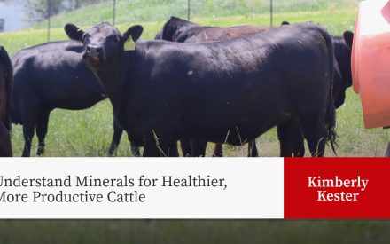 Black cattle in pasture with red equipment. Text: "Understand Minerals for Healthier, More Productive Cattle" by Kimberly Kester.