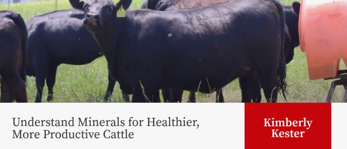 Understand Minerals for Healthier, More Productive Cattle