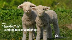 “Ewe Got This” – Lambing Basics Workshop
