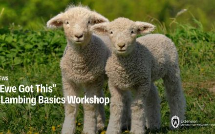 “Ewe Got This” – Lambing Basics Workshop