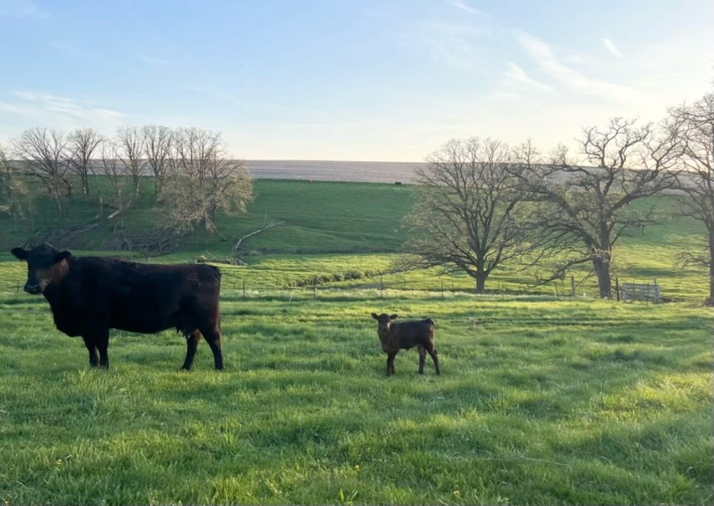 Beef cow and calf in a green pasture