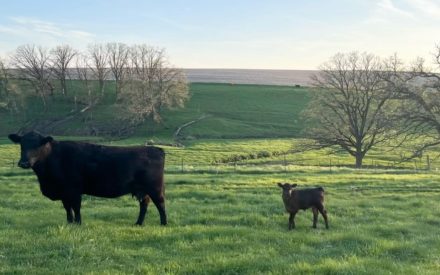 Beef cow and calf in a green pasture