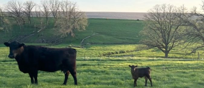 Choose a Weaning Method to Decrease Stress on Calves