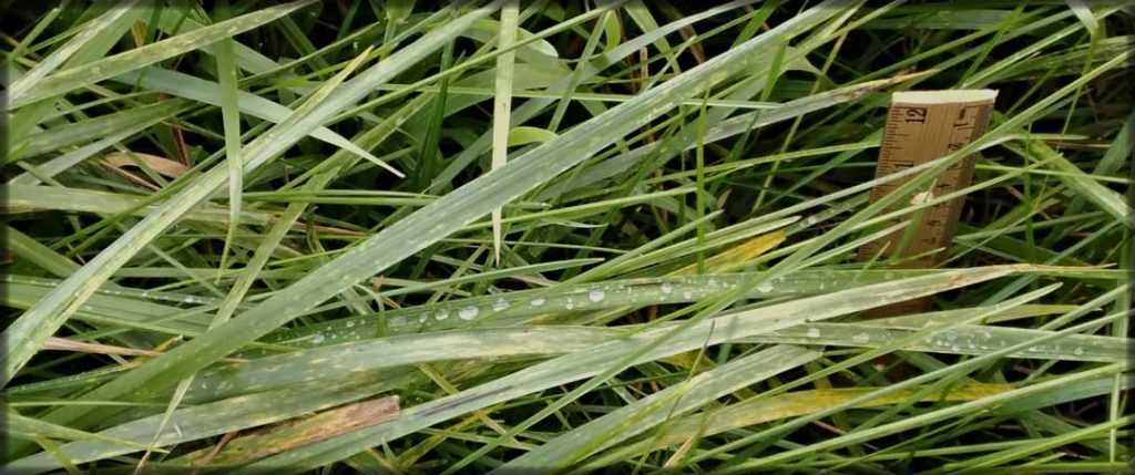 Grass growing over 12 inches in height. A ruler is visible for scale. Dew is shown on several blades of grass.