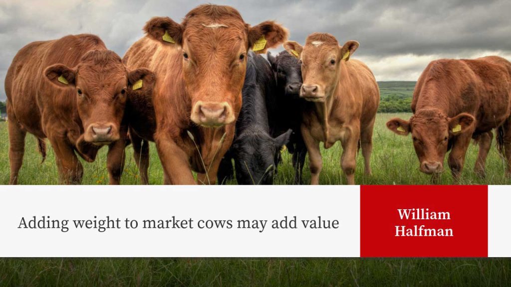 Beef cattle with yellow ear tags in pasture. Text: "Adding weight to market cows may add value" by William Halfman.
