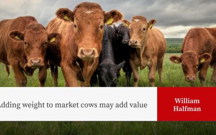 Beef cattle with yellow ear tags in pasture. Text: "Adding weight to market cows may add value" by William Halfman.