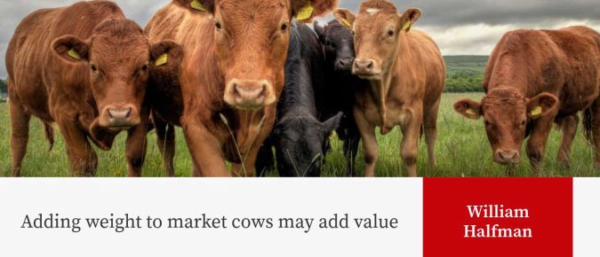 Adding weight to market cows may add value