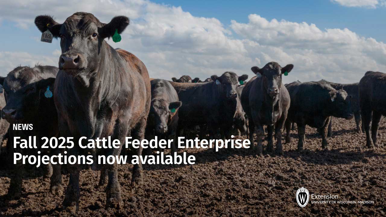 Cattle with ear tags in feedlot under cloudy sky. Text: NEWS Fall 2025 Cattle Feeder Enterprise Projections now available.