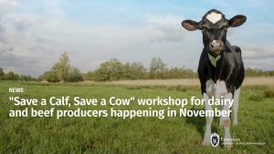 “Save a Calf, Save a Cow” workshop for dairy and beef producers happening in November