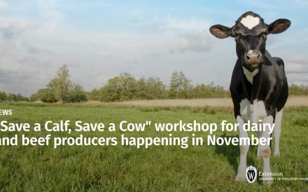 “Save a Calf, Save a Cow” workshop for dairy and beef producers happening in November