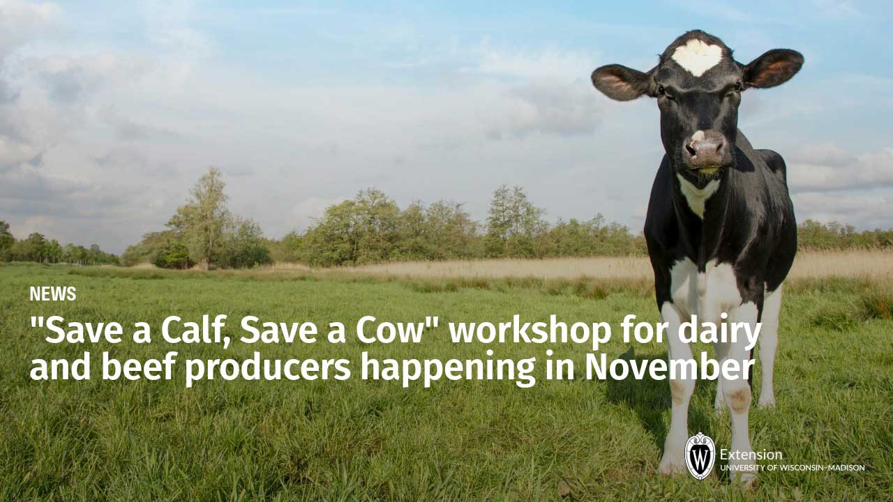 Holstein calf in pasture. Text: "Save a Calf, Save a Cow" workshop for dairy and beef producers happening in November. UW-Madison Extension logo.