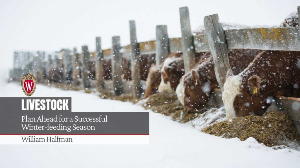Cattle eating hay at a feed bunk during snowfall. The image includes the UW crest logo and overlaid text reading "LIVESTOCK / Plan Ahead for a Successful Winter-feeding Season / William Halfman" in white typography against a dark semi-transparent overlay on the left side of the image.